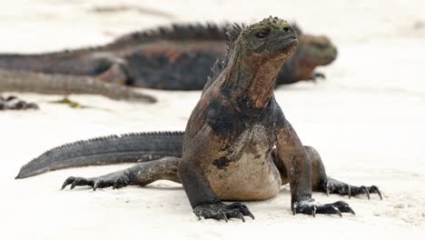 a wild marine iguana sits on a beach on santa cruz island in the galápagos islands