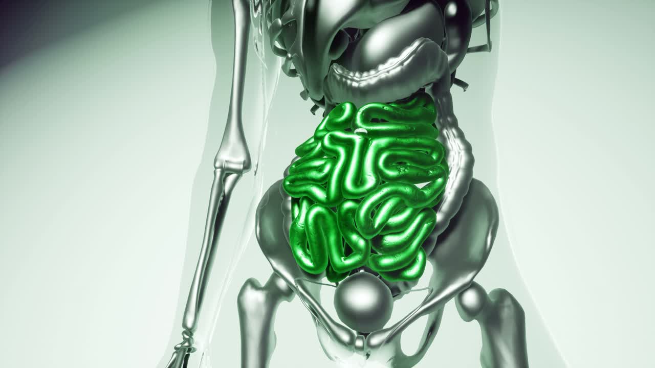 модель человеческого кишечника со всеми органами и костями