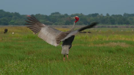 Eastern-Sarus-Crane,-Antigone-antigone-sharpii