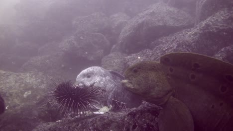 wolf eels share an urchin