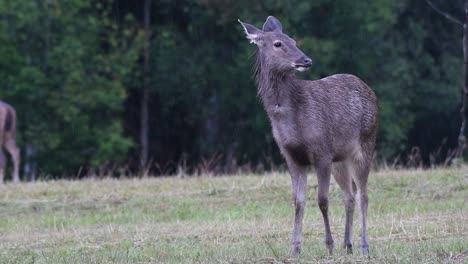 The-Sambar-Deer-is-a-Vulnerable-species-due-to-habitat-loss-and-hunting