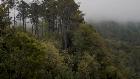 a handheld shot of a foggy forest near cinque terre on the italian riviera coastline