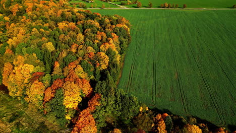 aerial view of autumn forest and field