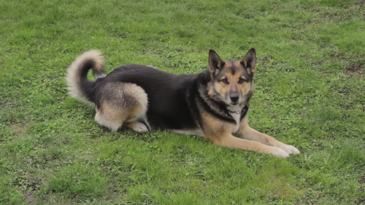 소풍 중 주인의 관심을 받고 싶은 욕구
