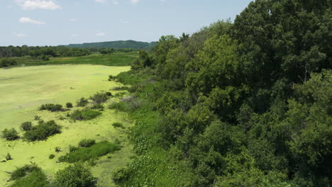 mississippi river backwaters providing resting and feeding areas for waterfowl