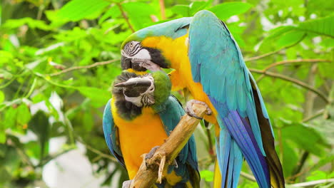 Encantador-Amoroso-Colorido-Kakapo-Loro-Rascarse-Las-Plumas-Que-Pican-En-Novia-Pájaro-Pájaros-Exóticos-Loros-En-La-Selva-Sudamericano-Subtropical-Viaje-Clima-Cálido-árboles-Día-De-San-Valentín-Corazón-Amazonas