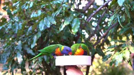 Bandada-De-Loritos-Arcoiris,-Trichoglossus-Moluccanus-Reunidos-Alrededor-De-Un-Tazón-De-Néctares-Dulces,-Luchando-Por-Comida-Y-Persiguiendo-Al-Lorito-De-Pecho-Escamoso,-Trichoglossus-Chlorlepidotus,-Alimentación-De-Aves