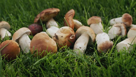 Appetizing-wild-mushrooms-in-green-grass