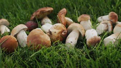 apetitosos hongos silvestres en la hierba verde