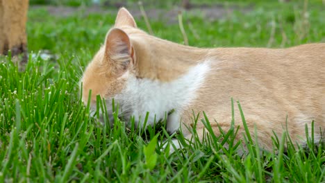 a cat lies in the garden and eats grass