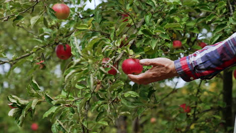 wind waving the branches with red ripe apples. adult male hand reaches to pick the apple.