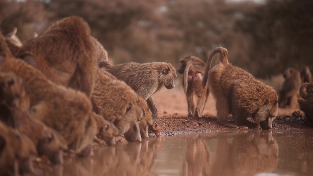 Filmatisk saktefilm av en flokk bavianer som drikker ved et vannhull i Kenya, en gruppe safari-dyr i Afrika som drikker ved et vannhull, afrikansk dyreliv og natur.