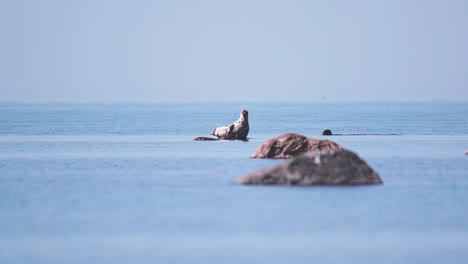 海豹躺在海中的岩石上,另一只海豹在旁边游泳,白天,宽镜头,长镜头