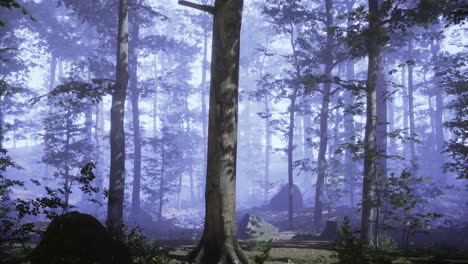 misty forest with tall trees and subtle blue lighting during early morning