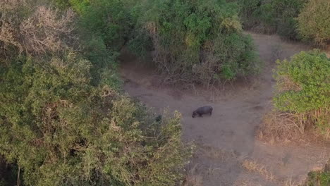 Aerial-view:-Hippo-walks-on-worn-path-from-river-into-Zambian-bush