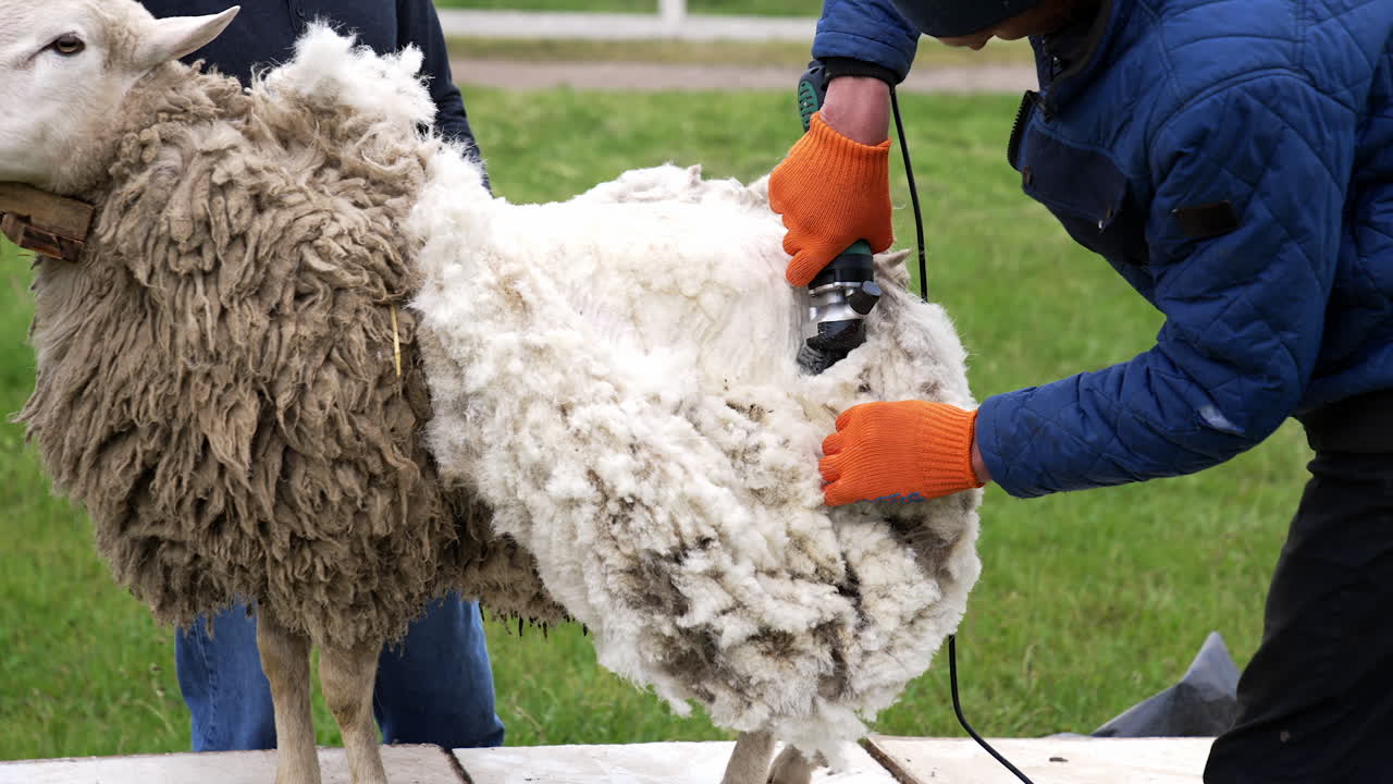 Shearing adult sheep for wool