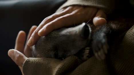 close up of hands holding and petting a coati