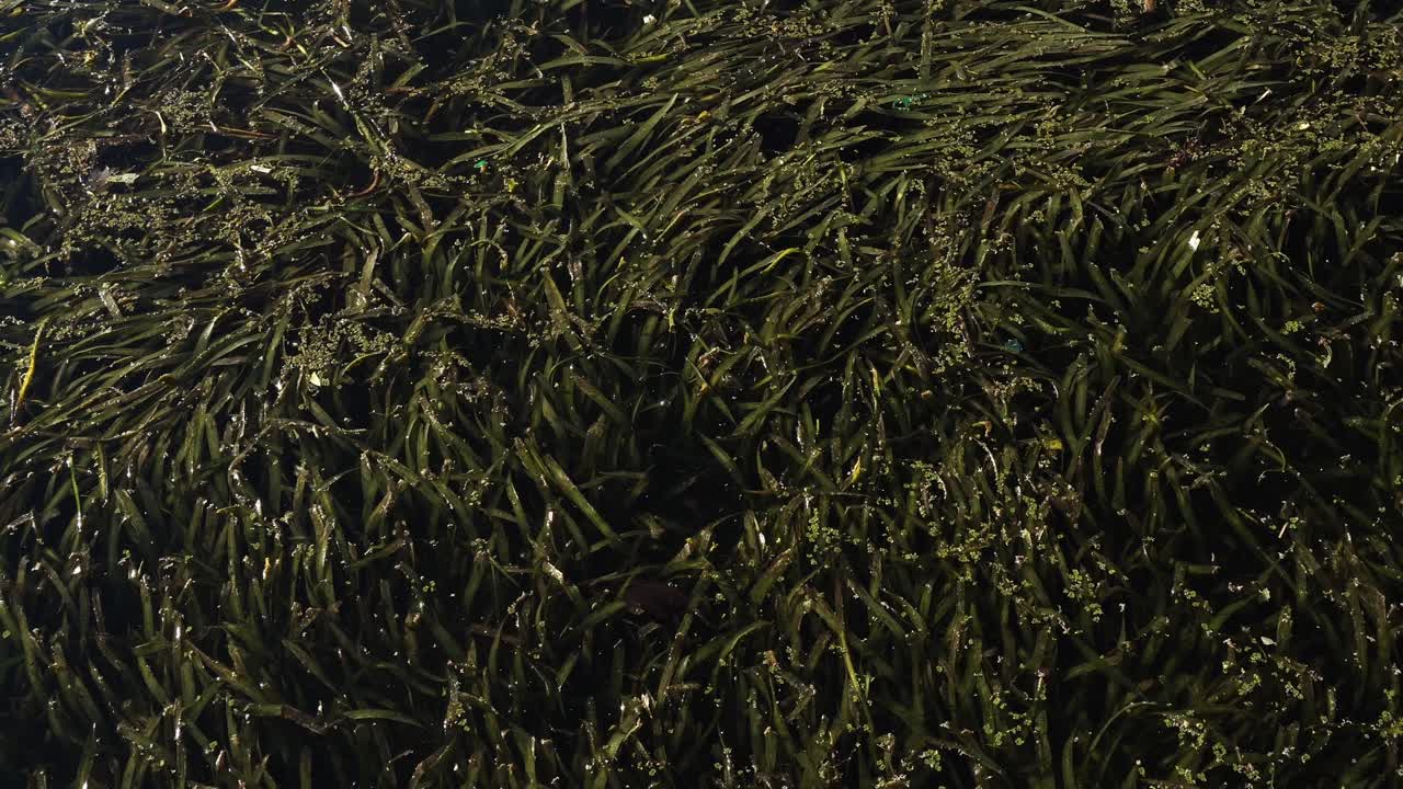 Qualcosa si muove nell'acqua tra la vegetazione che nutre il liquido della vita. C'on è carenza di verde lussureggiante.