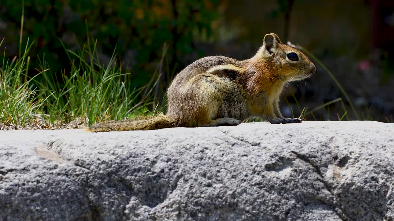 Static video of a chipmunk laying on a rock in Breckenridge Colorado