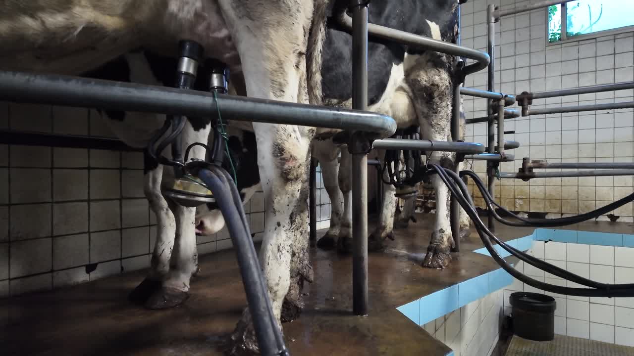 Rallentatore di mucche da latte munte con tubi attaccati alle mammelle all'interno di una fattoria