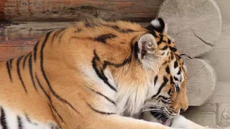 a beautiful african tiger lies and rests. shooting from the side