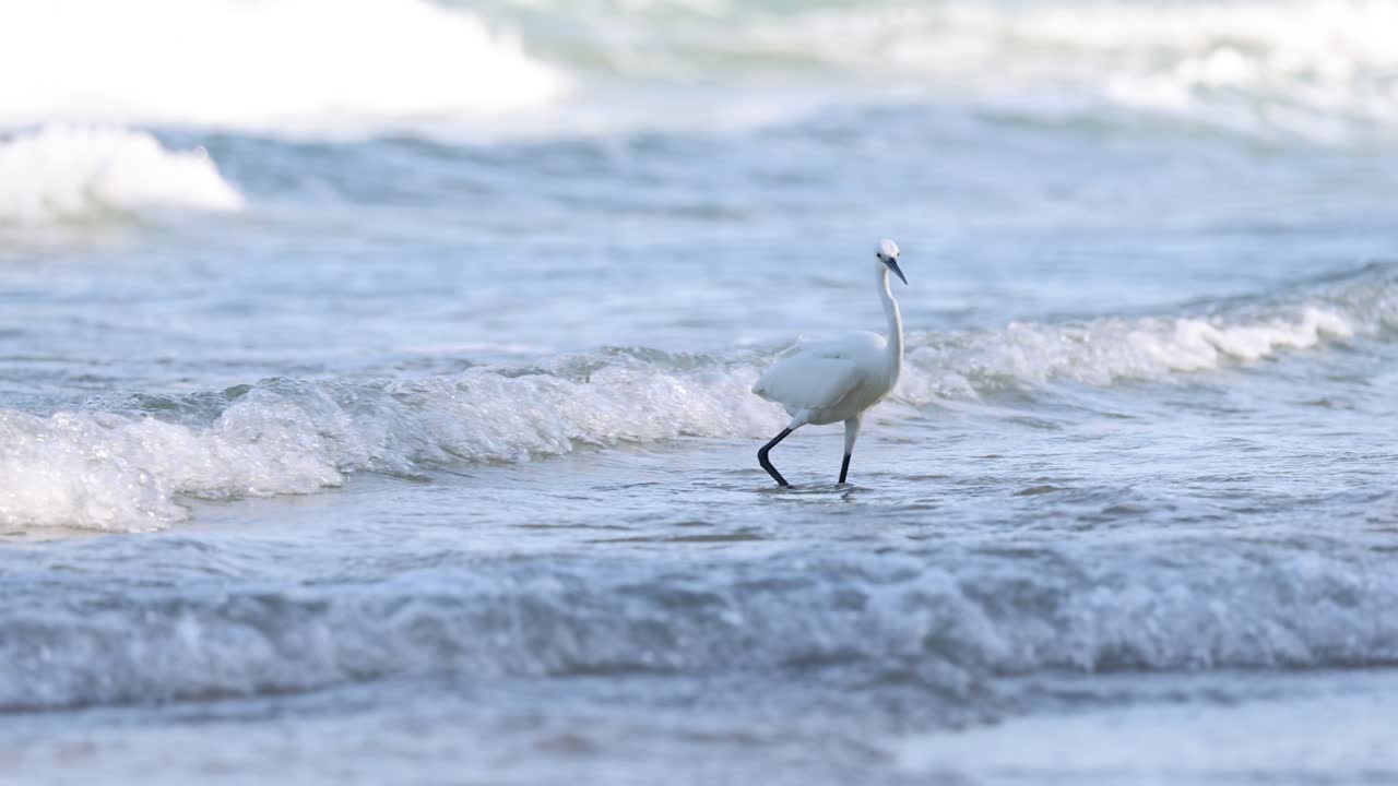바다 에서 고 떠나는 독수리