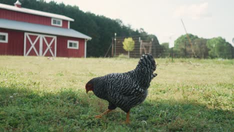 gallo caminando solo con una casa de campo de madera roja en el fondo, estilo de vida rural vida cotidiana