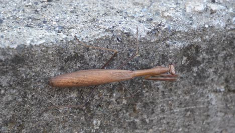 Mantis-Marrón-Sosteniéndose-En-Una-Superficie-De-Hormigón-De-Pared-Vertical-Y-Moviendo-Sus-Patas-Delanteras-Con-Garras-En-La-Ciudad-Urbana-De-Corea-Del-Sur