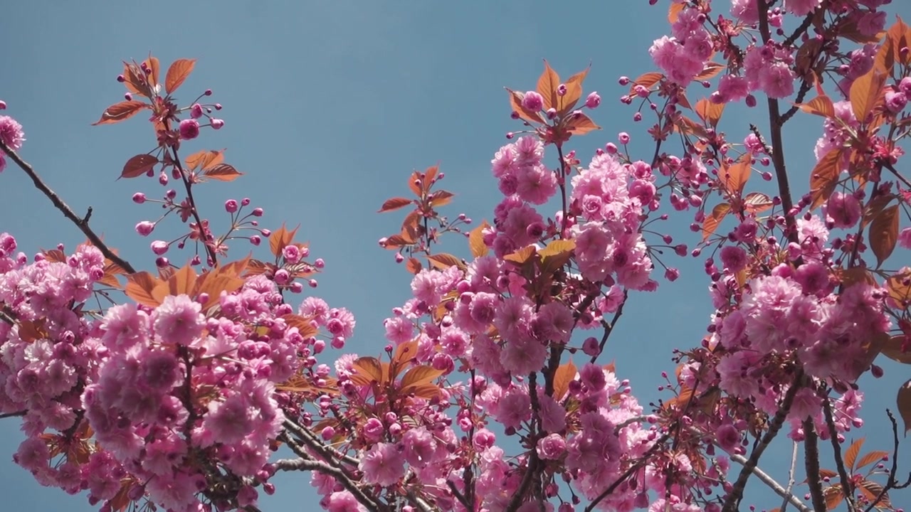 Blossoming cherry tree with pink flowers against blue sky