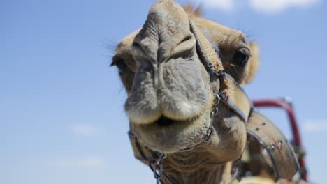 close-up shot of a camel's mouth and head