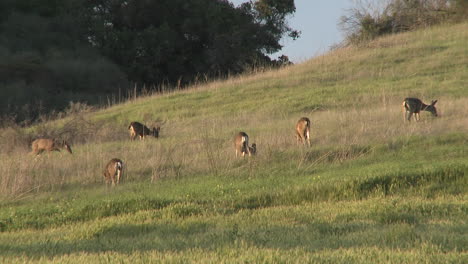 Herde-Schwarzwedelhirsche,-Die-Auf-Einem-Feld-In-Eichenansicht-Kalifornien-Weiden-Lassen