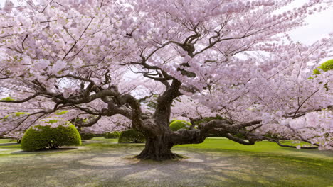 magnificent cherry blossom tree in full bloom