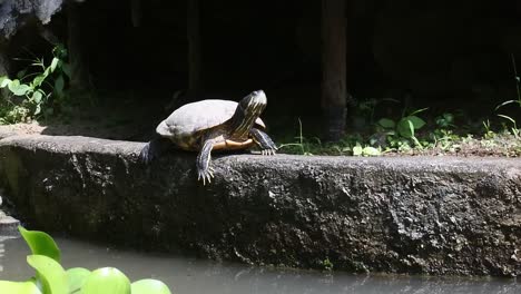tortuga brasileña descansando en el borde de una piscina de agua
