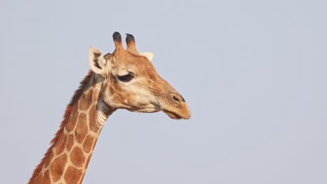 medium closeup of a female giraffe turning her head and looking into the camera with a clear blue sky as background, mashatu game reserve botswana