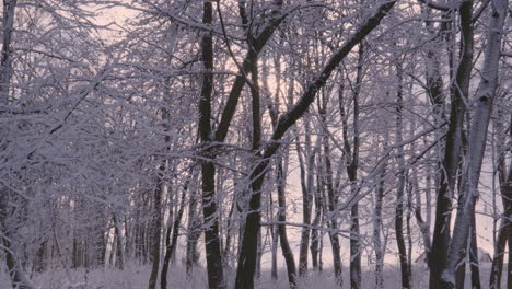 winterlandschaft mit stark schneebedeckten bäumen in einem park