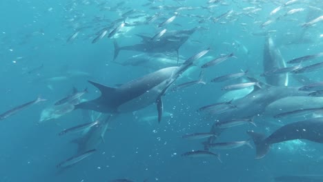 close up of common dolphins schooling fish and hunting, sardine run