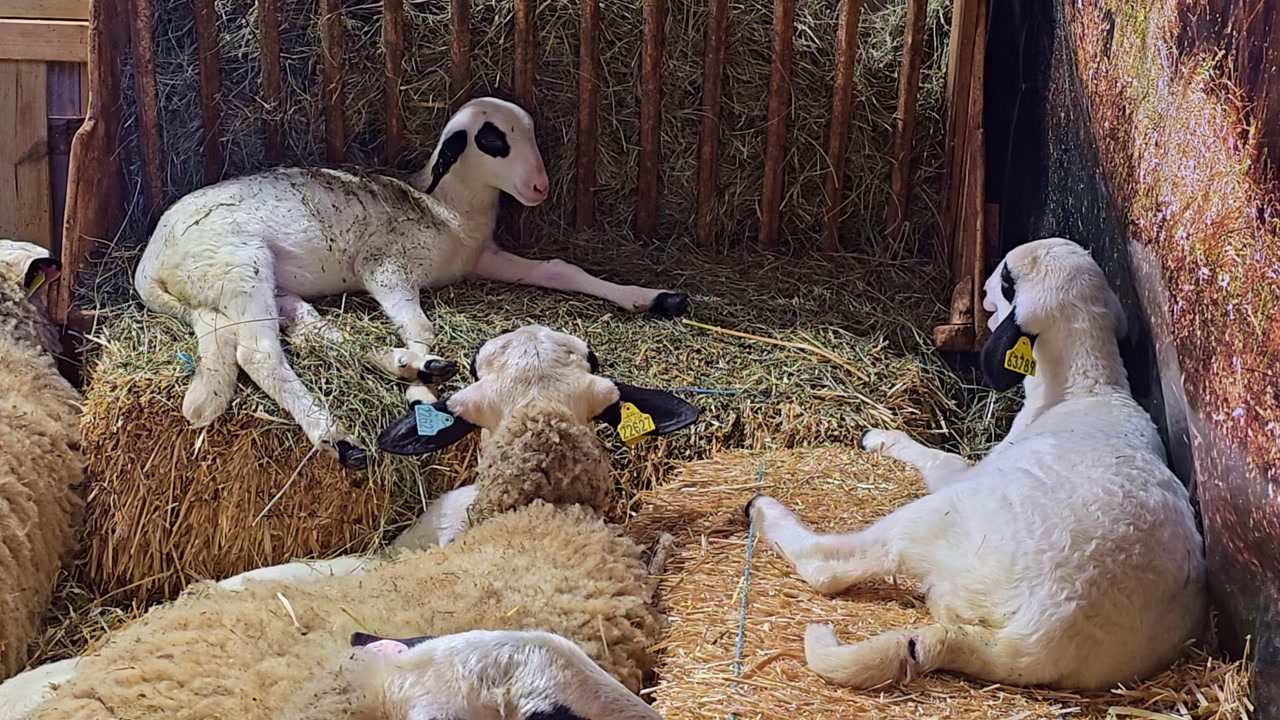 Sheep resting on straw bales and chewing hay inside a wooden pen at a farm fair or agricultural setting
