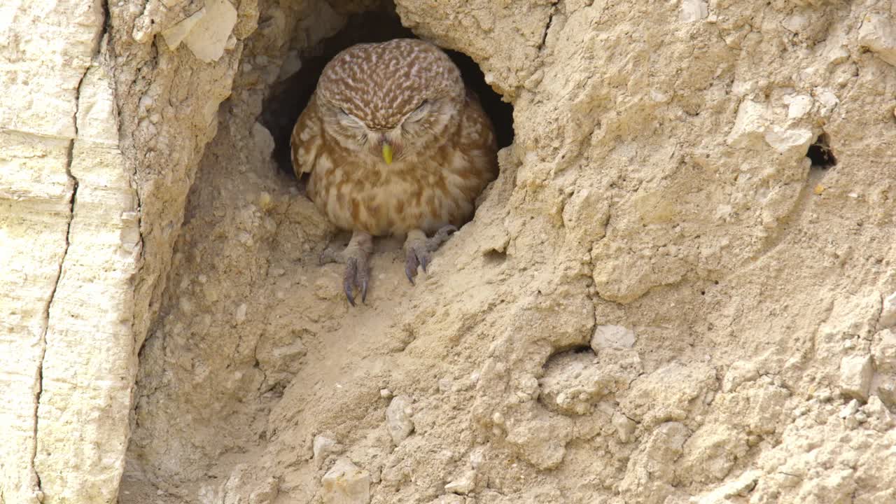 A young Little Owl (Athene noctua) sits at the entrance of its nesting hole in a clay cliff