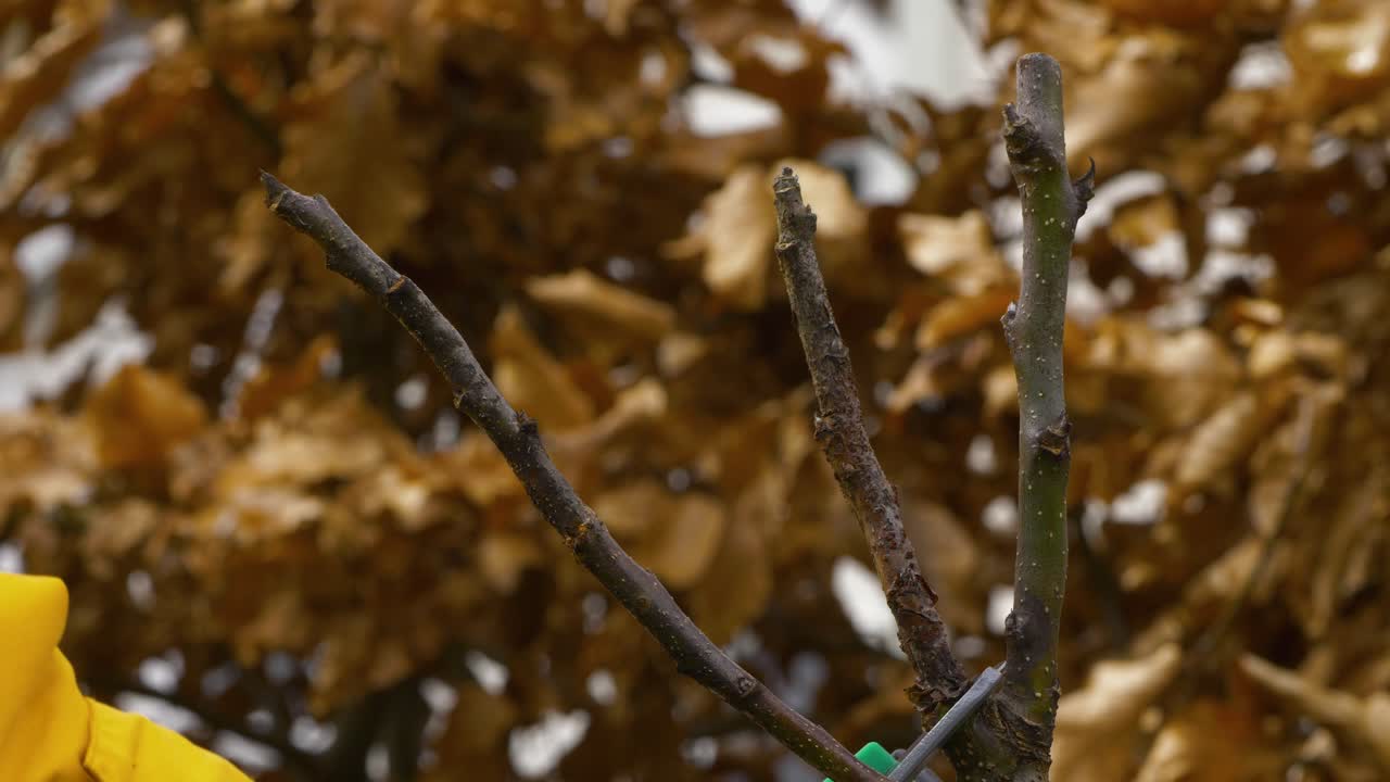 podar un manzano a principios de la primavera, signos de podredumbre y enfermedad en el manzano, mano masculina adulta trabajando en un día nublado