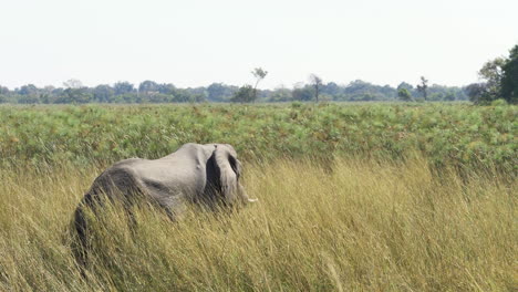 un majestuoso elefante de pie entre la hierba alta que sopla en el viento