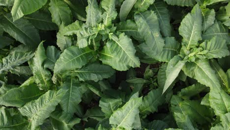 Drone-flight-over-tobacco-plants