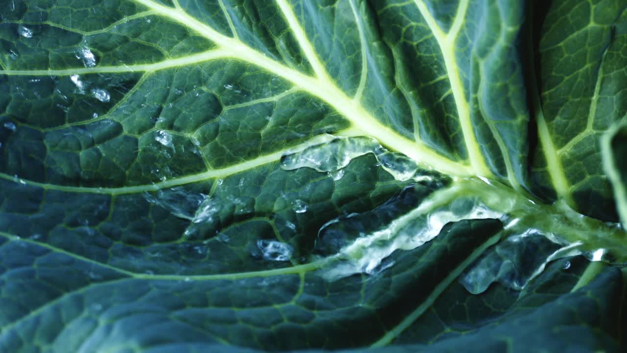 Close-up of a Cabbage Leaf