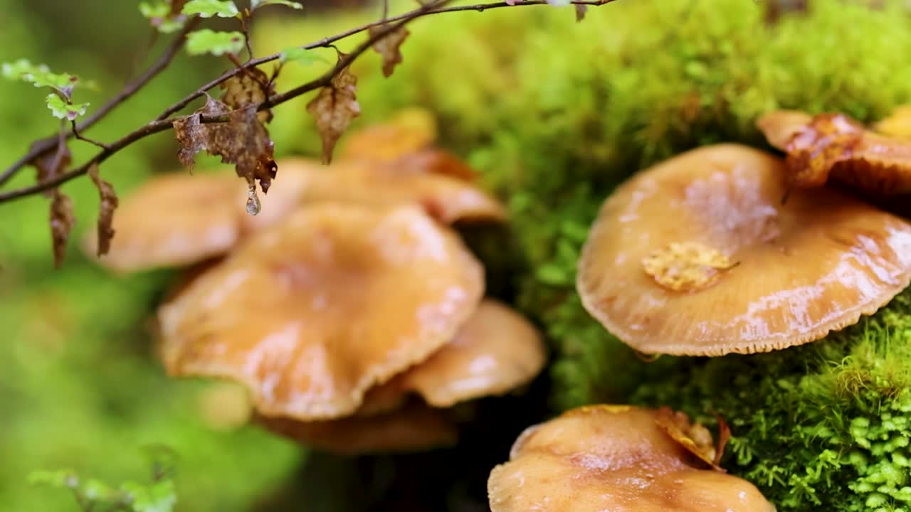 Vista macro di funghi marroni lucidi che crescono su un tronco lussureggiante coperto di muschio in una foresta.