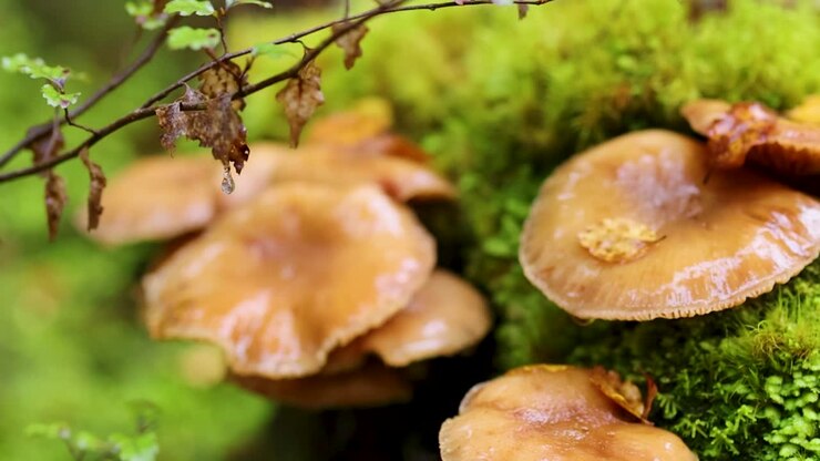 Macro view of glossy brown mushrooms growing on a lush moss-covered log in a forest