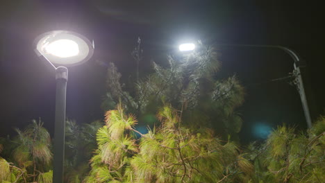 un par de luces de la calle en la noche rodeadas de árboles en wellington, nueva zelanda