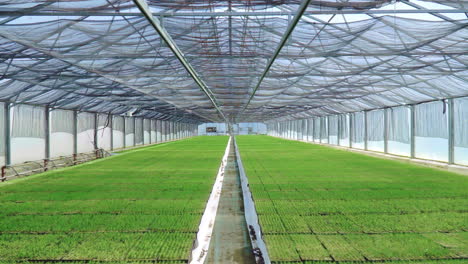 spacious greenhouse with growing seedlings. green plantations in greenhouse