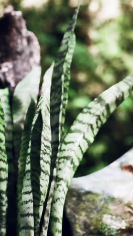 snake plant close-up