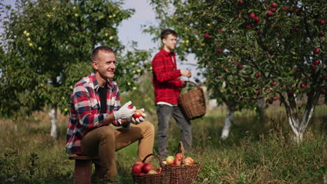 father and son in the apple orchard on sunny day. man is sitting with two full baskets and juggling with red apples. boy in red shirt gathers apples from tree into basket.