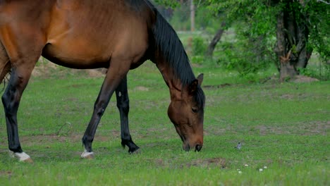 brown horse grazing on a green meadow