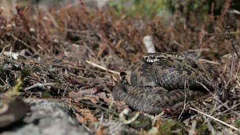 Wild-viper-snake-curled-up,-shadow-of-person-passing-by-snake